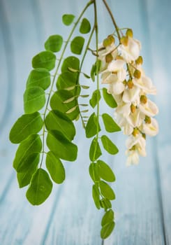 Blossoming acacia with leafs isolated on blue background, Acacia flowers, Robinia pseudoacacia, White acacia, High quality photo