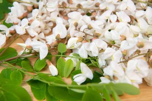 Blossoming acacia with leafs isolated on wood background, Acacia flowers, Robinia pseudoacacia, White acacia, High quality photo