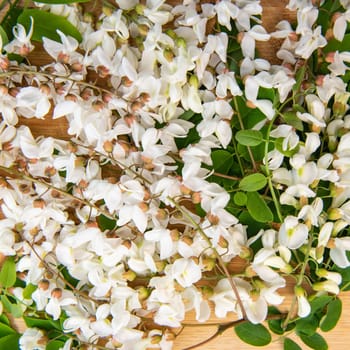 Blossoming acacia with leafs isolated on wood background, Acacia flowers, Robinia pseudoacacia, White acacia, High quality photo