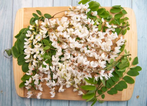 Blossoming acacia with leafs isolated on wood background, Acacia flowers, Robinia pseudoacacia, White acacia, High quality photo