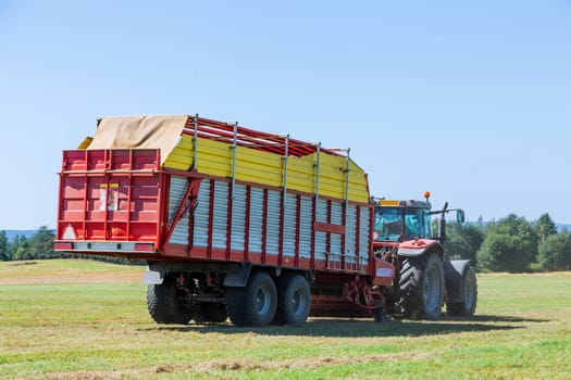 A red tractor on a blue big trailer carries mown grass from the field. Agricultural work in the field.