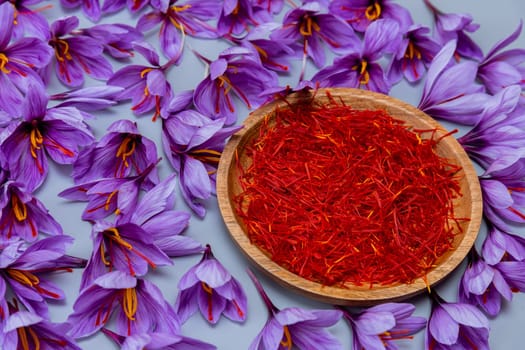 Saffron stamens and crocus flowers. Background of purple crocuses.