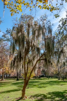 Spanish moss (Tillandsia usneoides) is an epiphytic flowering plant, growing on a tree in the park