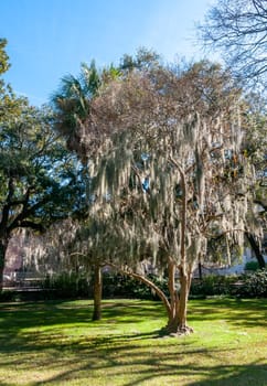 Spanish moss (Tillandsia usneoides) is an epiphytic flowering plant, growing on a tree in the park