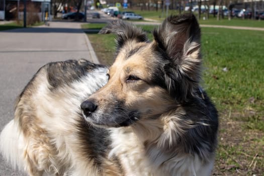 Fluffy gray dog standing on the sidewalk close up