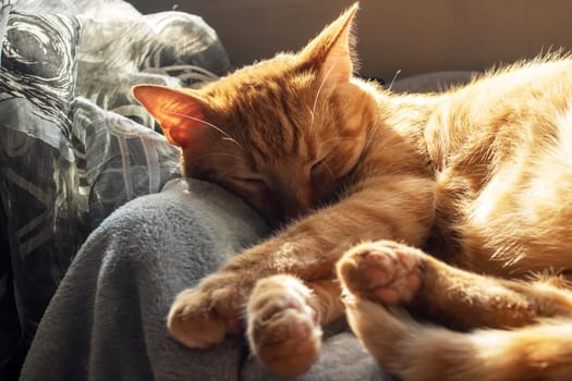 Cute ginger cat sleeping on a blanket in sunlight close up