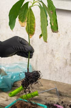 root system of houseplant is close-up. concept of selecting a pot for transplanting, choosing a suitable soil. gloved hand shows damaged diseased roots on the table. plant needs to be transplanted