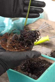 root system of houseplant is close-up. concept of selecting a pot for transplanting, choosing a suitable soil. gloved hand shows damaged diseased roots on the table. plant needs to be transplanted