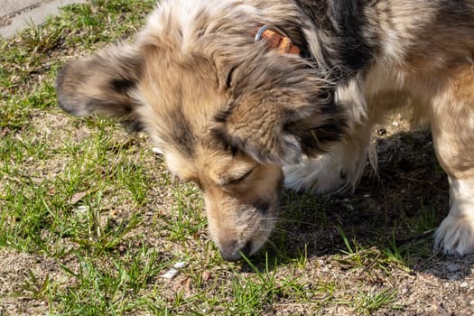 Shaggy gray dog sniffing grass close up in summer