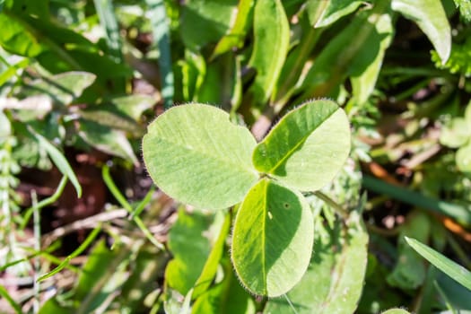 Three green petals of clover grass close up