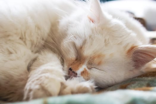 Cute white cat sleeping at home, close up portrait