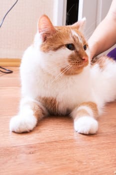 White-red cat with yellow eyes, close up portrait