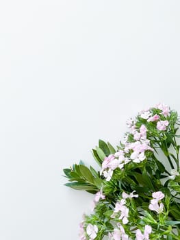 dianthus japonica and laurel leaves. floral frame with empty space for text or inscription. spring postcard