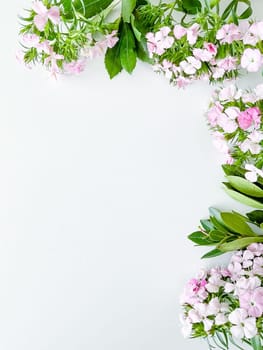 dianthus japonica and laurel leaves. floral frame with empty space for text or inscription. spring postcard