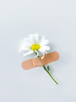 Beautiful chamomile flower with band-aid on a white background