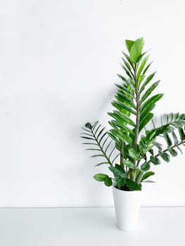 Zamioculcas Zamiifolia in a white pot isolated on a white background with space for text copyright and a crystal peeking out of the pot.
