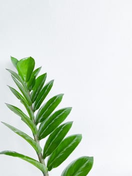 Zamioculcas zamifolia - dollar tree. Jewel of Zanzibar The tree is said to be auspicious. Suitable for decorating your home and office.