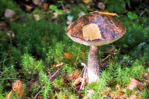 Autumn mushrooms . The search for mushrooms in the wood. It is vegetarian and vegan diet food.