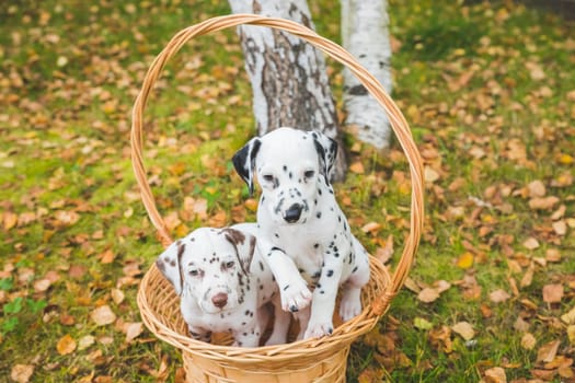 Two dalmatian puppies playing, in wicker basket.