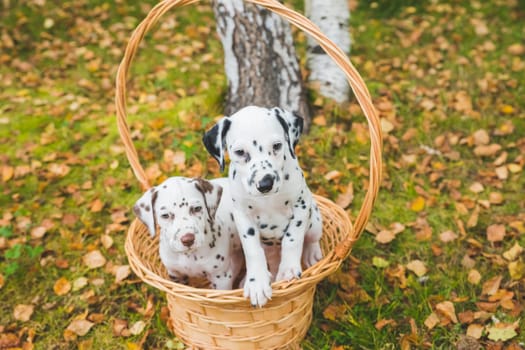 Dalmatian puppies playing on a meadow
