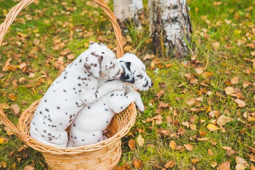 Dalmatian puppies playing on a meadow