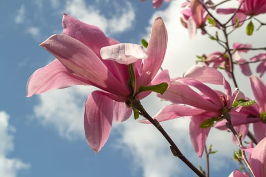 Gentle pink Magnolia soulangeana Flower on a twig blooming against clear blue sky at spring