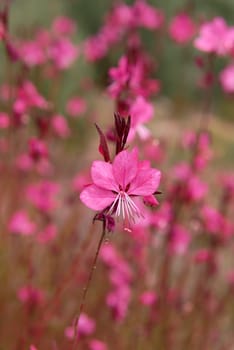 Detail of Gaura flower strellite on unfocused green background. Flower parts, pink, green, detail, macro photograph, Oenothera lindheimeri