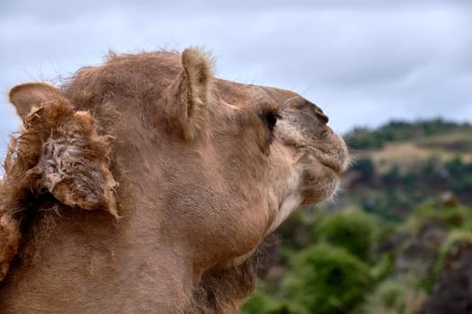 Detail of the head of a dromedary,diagonal view, hair, detail, eye, solitaire solitaire