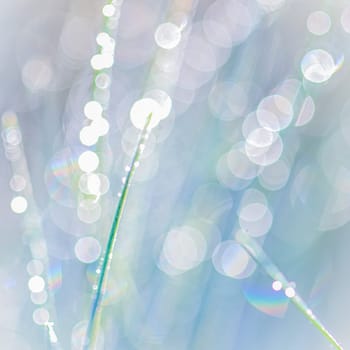 Abstract blurred natural background. Blue green grass with dew drops close up. Soft focus. High quality photo