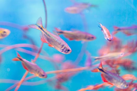 beautiful sea fish in the aquarium close-up. photo