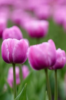 Beautiful bright colorful pink Spring pink tulips. Field of tulips. Tulip flowers blooming in the garden. Panning over many tulips in a field in spring. Colorful field of flowers in nature.