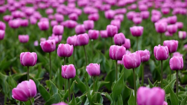 Beautiful bright colorful pink Spring pink tulips. Field of tulips. Tulip flowers blooming in the garden. Panning over many tulips in a field in spring. Colorful field of flowers in nature.