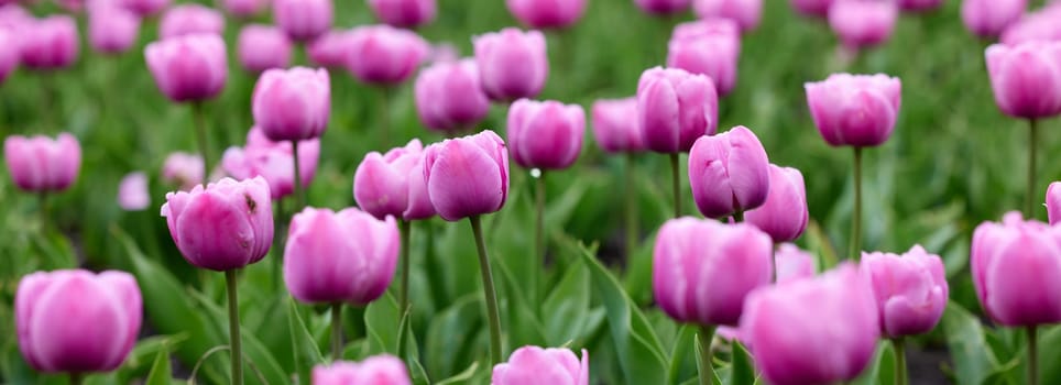 Beautiful bright colorful pink Spring pink tulips. Field of tulips. Tulip flowers blooming in the garden. Panning over many tulips in a field in spring. Colorful field of flowers in nature.