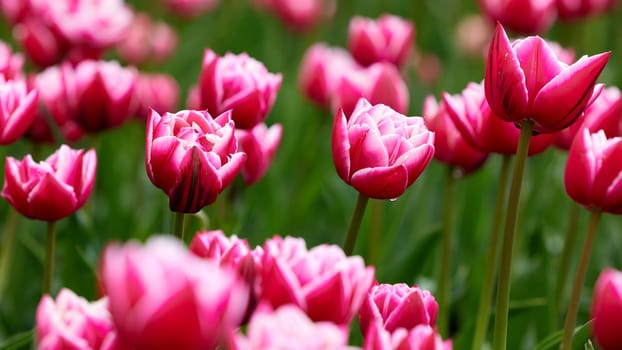 Beautiful bright colorful Spring tulips. Field of tulips. Tulip flowers blooming in the garden. Panning over many tulips in a field in spring. Colorful field of flowers in nature.