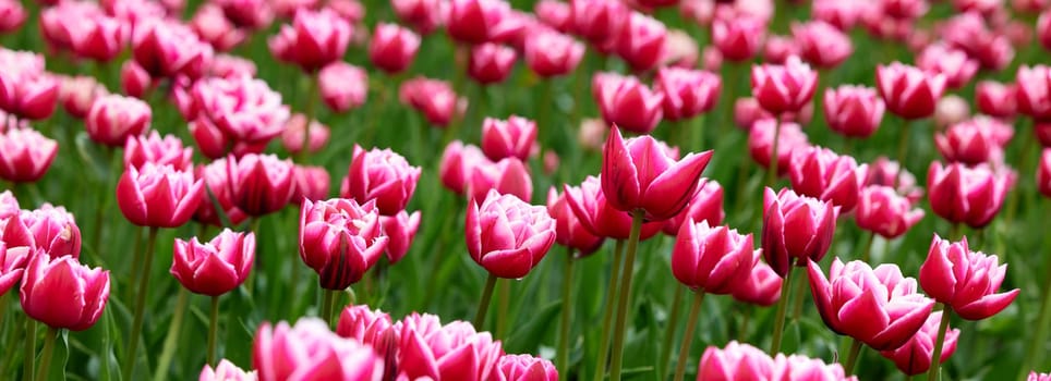 Beautiful bright colorful Spring tulips. Field of tulips. Tulip flowers blooming in the garden. Panning over many tulips in a field in spring. Colorful field of flowers in nature.