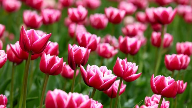 Beautiful bright colorful Spring tulips. Field of tulips. Tulip flowers blooming in the garden. Panning over many tulips in a field in spring. Colorful field of flowers in nature.