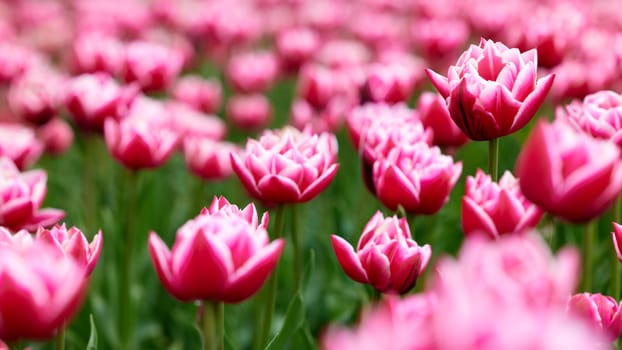 Beautiful bright colorful Spring tulips. Field of tulips. Tulip flowers blooming in the garden. Panning over many tulips in a field in spring. Colorful field of flowers in nature.