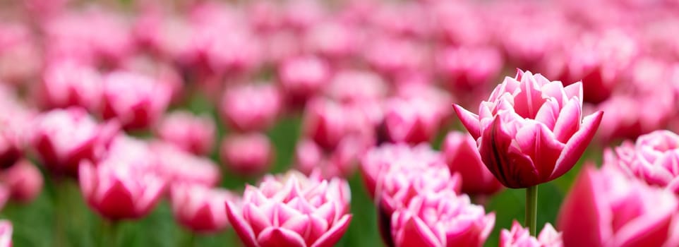 Beautiful bright colorful Spring tulips. Field of tulips. Tulip flowers blooming in the garden. Panning over many tulips in a field in spring. Colorful field of flowers in nature.