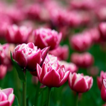 Beautiful bright colorful Spring tulips. Field of tulips. Tulip flowers blooming in the garden. Panning over many tulips in a field in spring. Colorful field of flowers in nature.