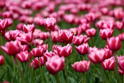 Beautiful bright colorful Spring tulips. Field of tulips. Tulip flowers blooming in the garden. Panning over many tulips in a field in spring. Colorful field of flowers in nature.