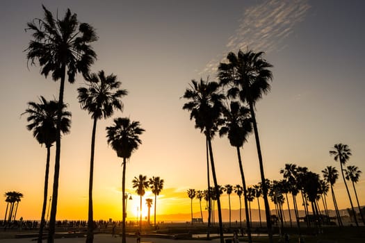 Palm trees at sunset seen at Venice Beach, Los Angeles, USA