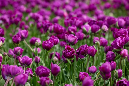 Beautiful bright colorful purple Spring tulips. Field of tulips. Tulip flowers blooming in the garden. Panning over many tulips in a field in spring. Colorful field of flowers in nature.