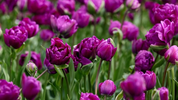 Beautiful bright colorful purple Spring tulips. Field of tulips. Tulip flowers blooming in the garden. Panning over many tulips in a field in spring. Colorful field of flowers in nature.