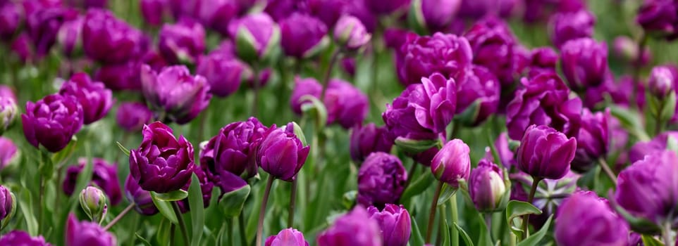 Beautiful bright colorful purple Spring tulips. Field of tulips. Tulip flowers blooming in the garden. Panning over many tulips in a field in spring. Colorful field of flowers in nature.