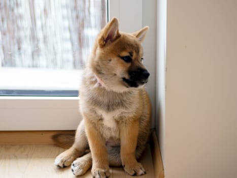 Portrait of cute Shiba Inu small dog, puppy, Close up. Dogecoin. Red-haired Japanese dog smile portrait. Illuminating color, cryptocurrency, electronic money. High quality photo