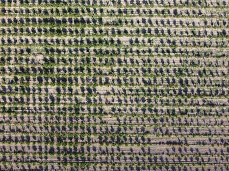 aerial view over agricultural fruits gardens. a look at the plantation. ideally even rows of young and well-groomed trees. geometry of modern farmers. organic farm. Green garden plantation.