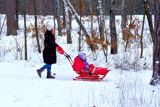 a woman in relation to her child or children. Mother carries a child on a sled with a red blanket in the winter forest park