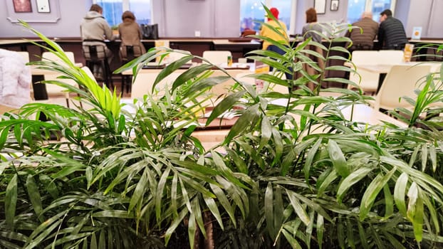 Green plant with palm leaves in the foreground in a cafe or restaurant with blurred tables and people in the background. The concept of delicious food in a building with a beautiful design