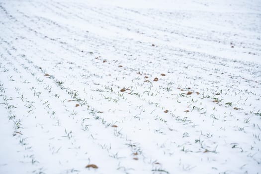 Sprouts of wheat under the snow in winter season. Growing grain crops in a cold season. Agriculture process with a crop cultures