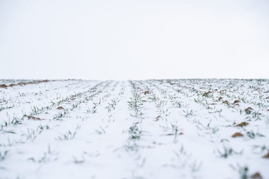 Wheat field covered with snow in winter season. Growing grain crops in a cold season. Agriculture process with a crop cultures